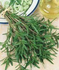 معرفی گیاهان - مرزه